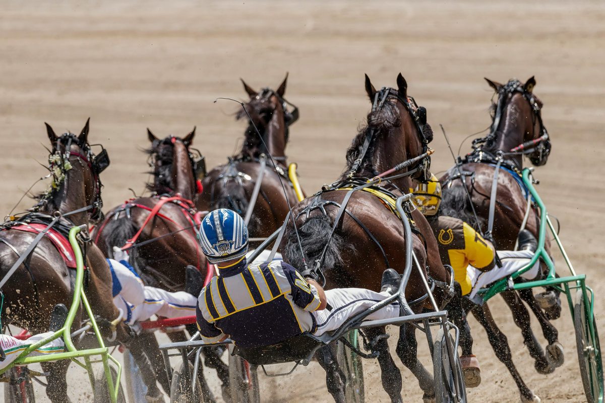 Course hippique PMU – chevaux au galop